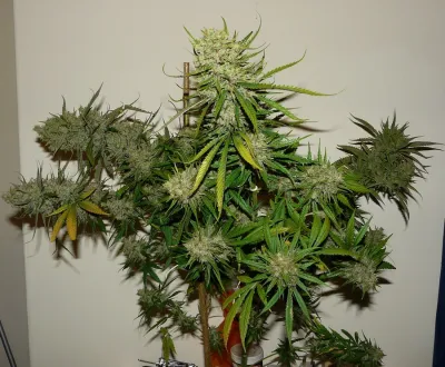 World Health Organisation: It's high time for global reform on drug prohibition