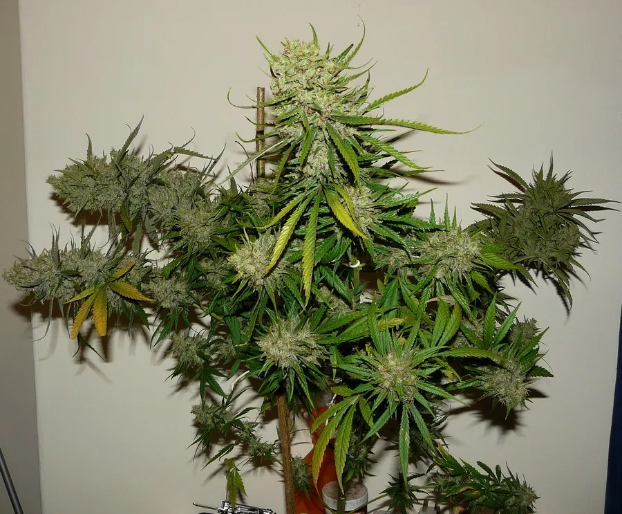 World Health Organisation: It's high time for global reform on drug prohibition