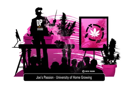 The Cannabis Life Cycle