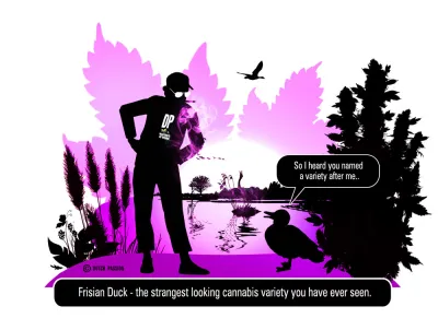 Dutch Passion Frisian Duck.  Cannabis like you have never seen before