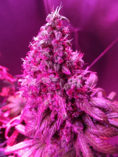 Amsterdam.  Orange Hill Special success at Highlife Cup