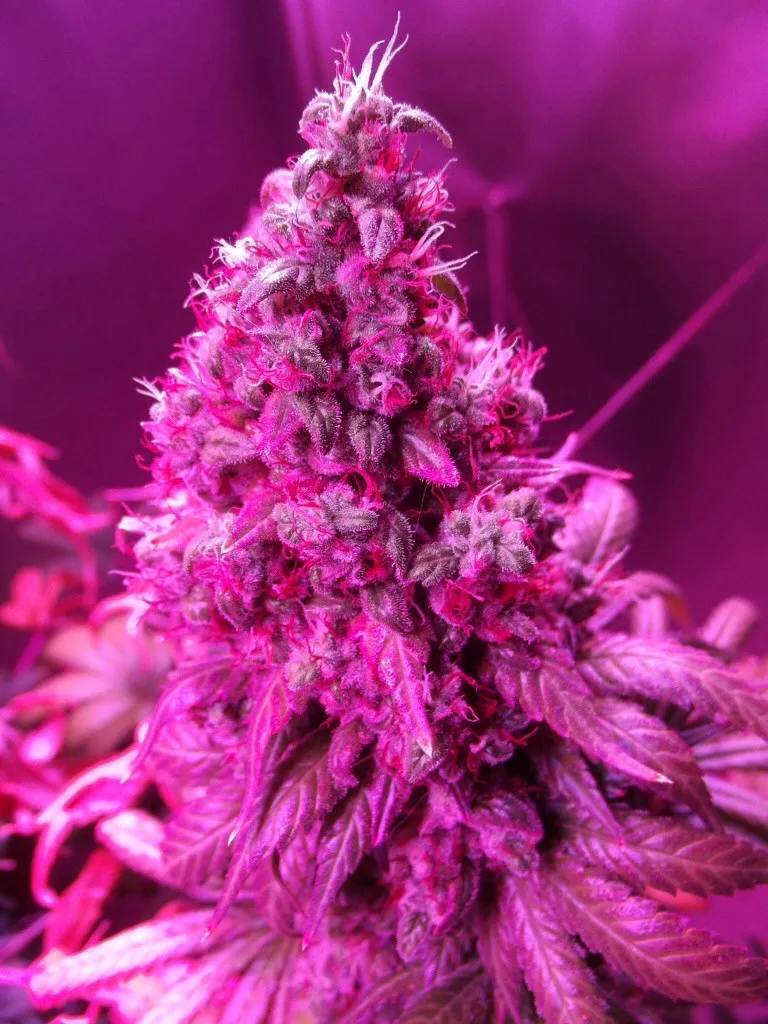 Amsterdam.  Orange Hill Special success at Highlife Cup