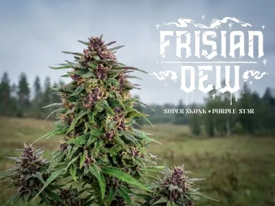 Frisian Dew Geschichte und Anbautipps