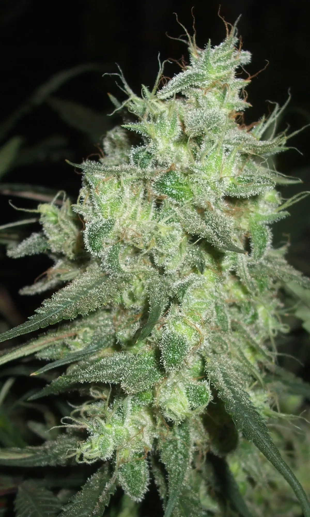 Uruguay.  Desfran takes second prize in 2015 Uruguay Cannabis Cup