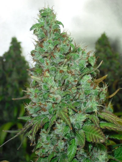 Iran.  Should cannabis be regulated?