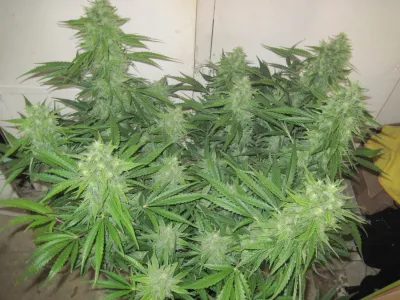 New Zealand.  Cannabis use in pregnancy linked to improved child eyesight?