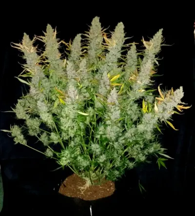 Dutch Passion 2016 new varieties now available to order