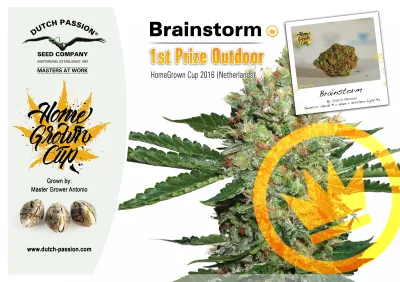 Dutch Passion Brainstorm wins First Prize at Home Grown Cup