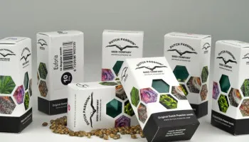 Fake cannabis seeds: How to identify counterfeit Dutch Passion seed packets
