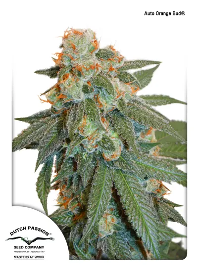 Auto Orange Bud.  Coming September 2017