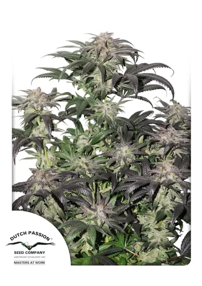 Bubba Island Kush from Dutch Passion.  High THC Kush seeds coming soon
