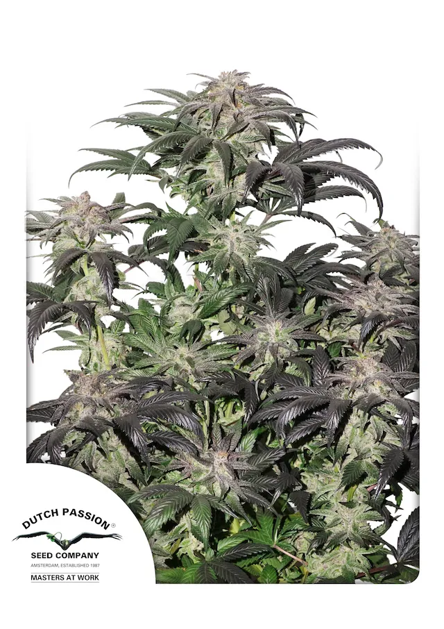 Bubba Island Kush from Dutch Passion.  High THC Kush seeds coming soon