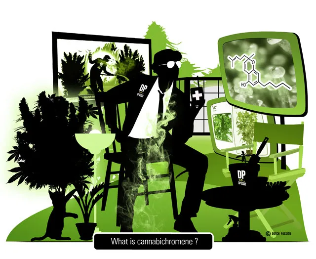 What is Cannabichromene (CBC)? Dutch Passion seeds