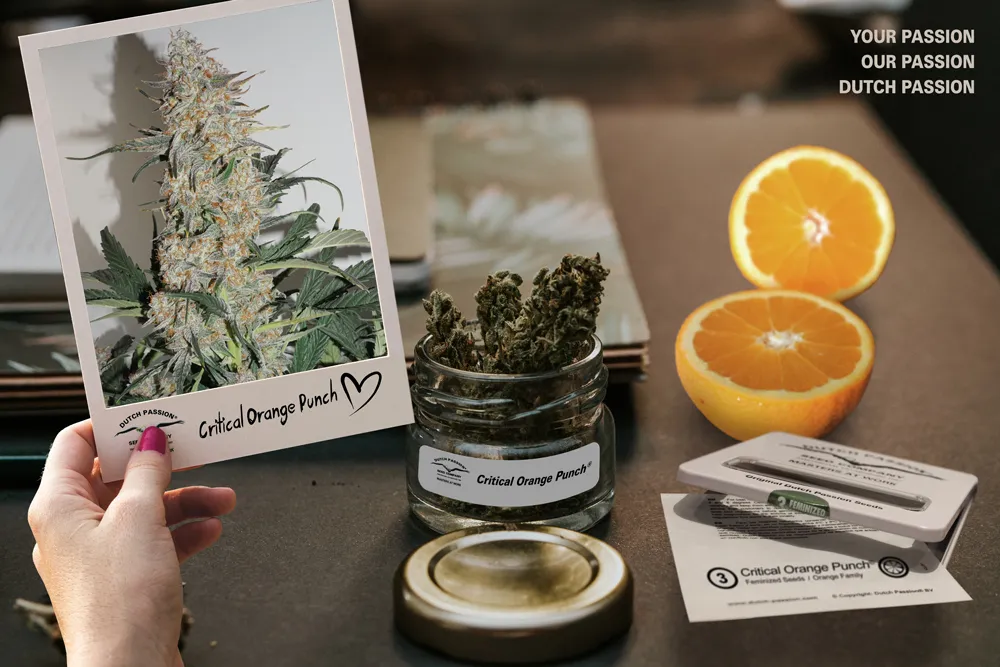 Auto Critical Orange Punch makes the High Times Top 10 varieties of 2018