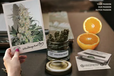 Auto Critical Orange Punch makes the High Times Top 10 varieties of 2018