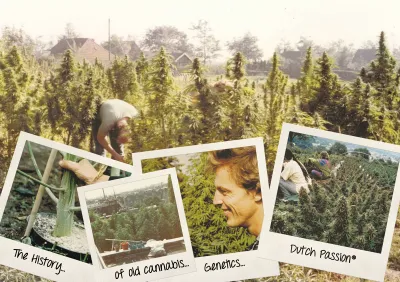 L'histoire de la génétique du cannabis