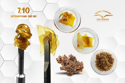 710, Día Internacional del Dab. Celebramos el aceite de marihuana y los concentrados de marihuana.