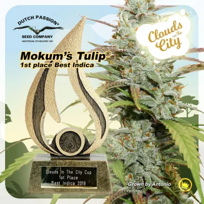 Dutch Passion Cannabis Cup win with Mokum’s Tulip