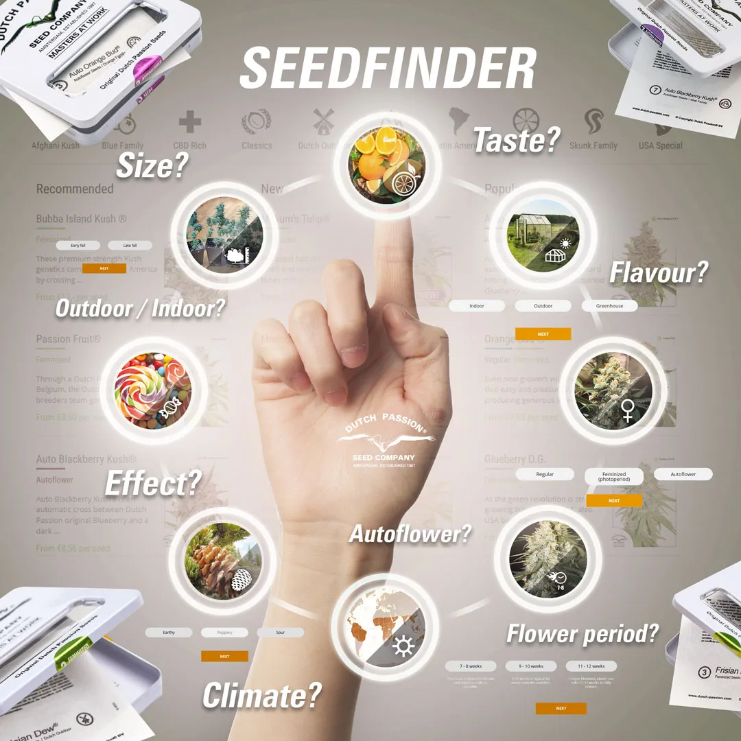 Dutch Passion Seedfinder