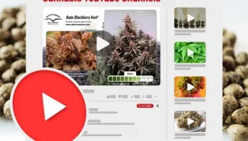 Los mejores canales de YouTube que todo amante de la hierba debe ver