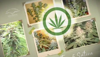 Top 5 odmian nasion konopi z rodziny Sativa od Dutch Passion