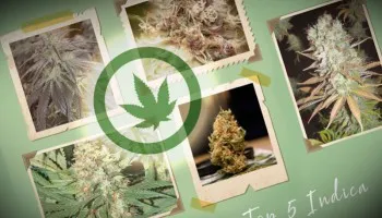 5 najlepszych odmian Indica od Dutch Passion
