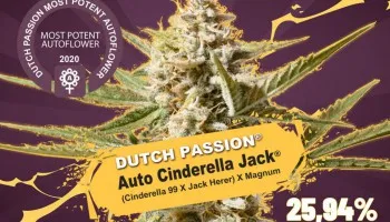 Auto Cinderella Jack, najsilniejsze nasiona auto z ponad 25% zawartością THC