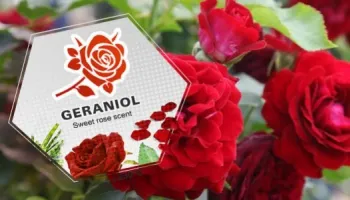 Geraniol: De toepassingen en effecten van deze terpeen die in cannabis voorkomt