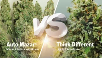 Auto Mazar vs. Think Different, ¿qué variedad autofloreciente es mejor para ti?