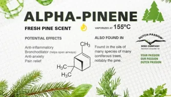 Qu'est-ce que l'alpha-pinène? Utilisations et effets de ce terpène