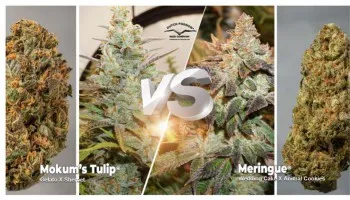 Mokum's Tulip vs Meringue: Która z tych dwóch feminizowanych odmian jest lepsza?