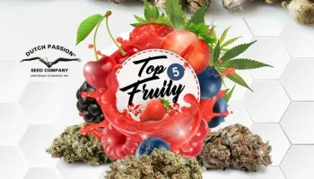 Top 5 des graines de cannabis aux saveurs fruitées