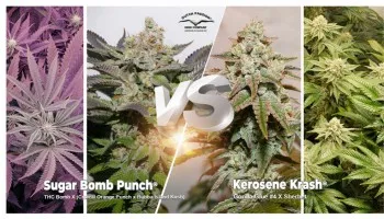 Kerosene Krash vs Sugar Bomb Punch: Welke strain is de beste voor jou?