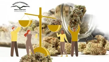 Top 5 best yielding indoor feminised seeds