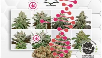 Comprendiendo los fenotipos, genotipos y quimiotipos del cannabis