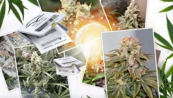 Datos clave que debes conocer sobre el cannabis fotodependiente