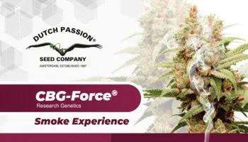 CBG and CBG seeds: What does cannabigerol feel like?