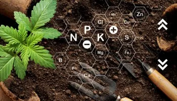Ein visueller Leitfaden für Cannabismangel