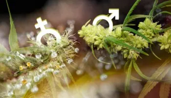 Sexado del cannabis: ¿Cómo saber si tu planta es masculina o femenina?