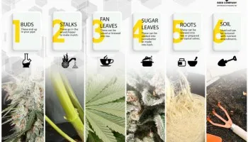 Que faire des tiges, feuilles et racines de cannabis