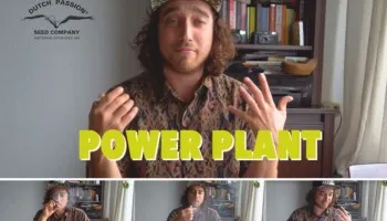 Jakość konopi z coffeeshopu a z uprawy domowej: studium Power Plant (część 1)