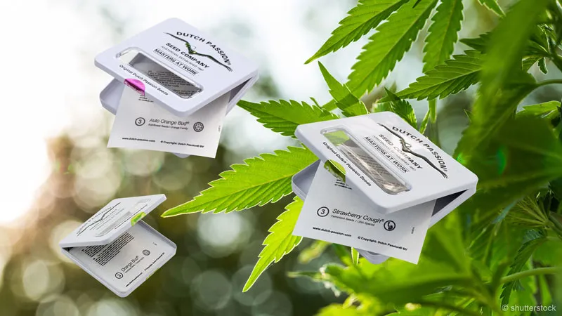 dutch-passion-cannabis-seed-company-buy-cannabis-seeds-and-save-money-enjoy-the-experience