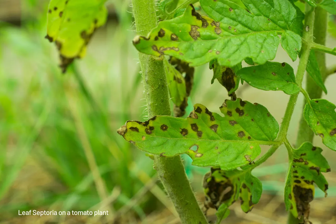 tomato-leaves-affected-by-septoria-lycopersici-fungus