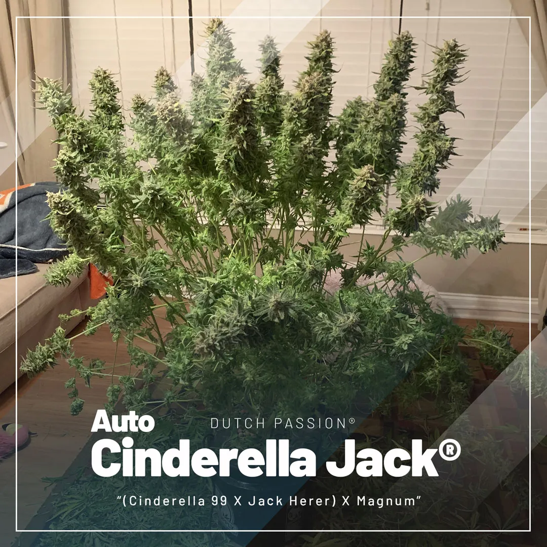 top-selling-autoflowers-2023-Auto-Cinderella-Jack