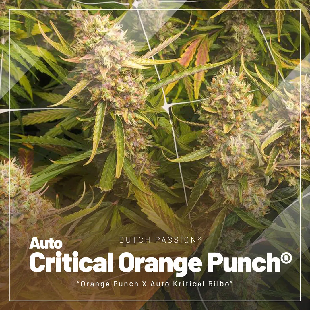 top-selling-autoflowers-2023-Auto-Critical-Orange-Punch