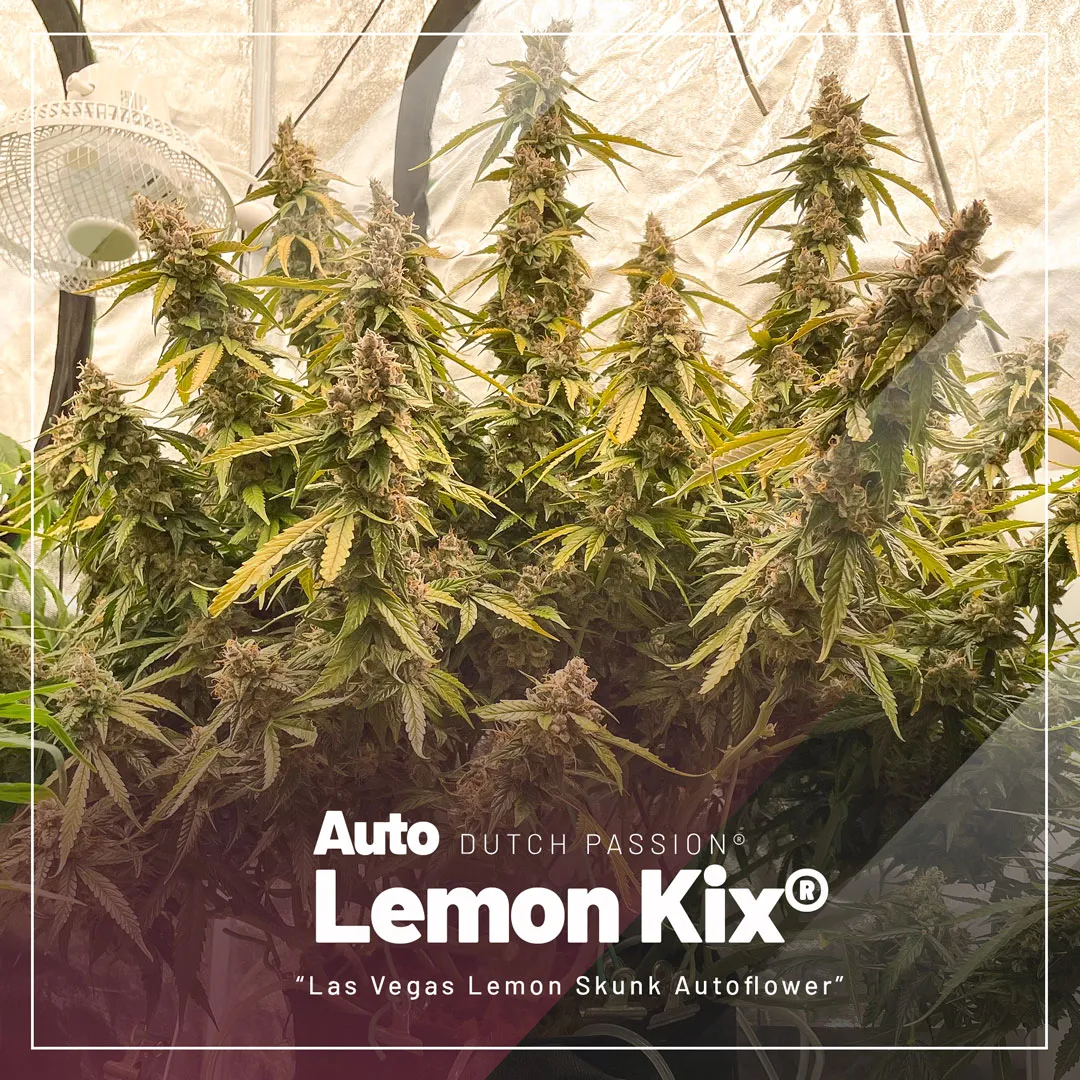 top-selling-autoflowers-2023-Auto-Lemon-Kix