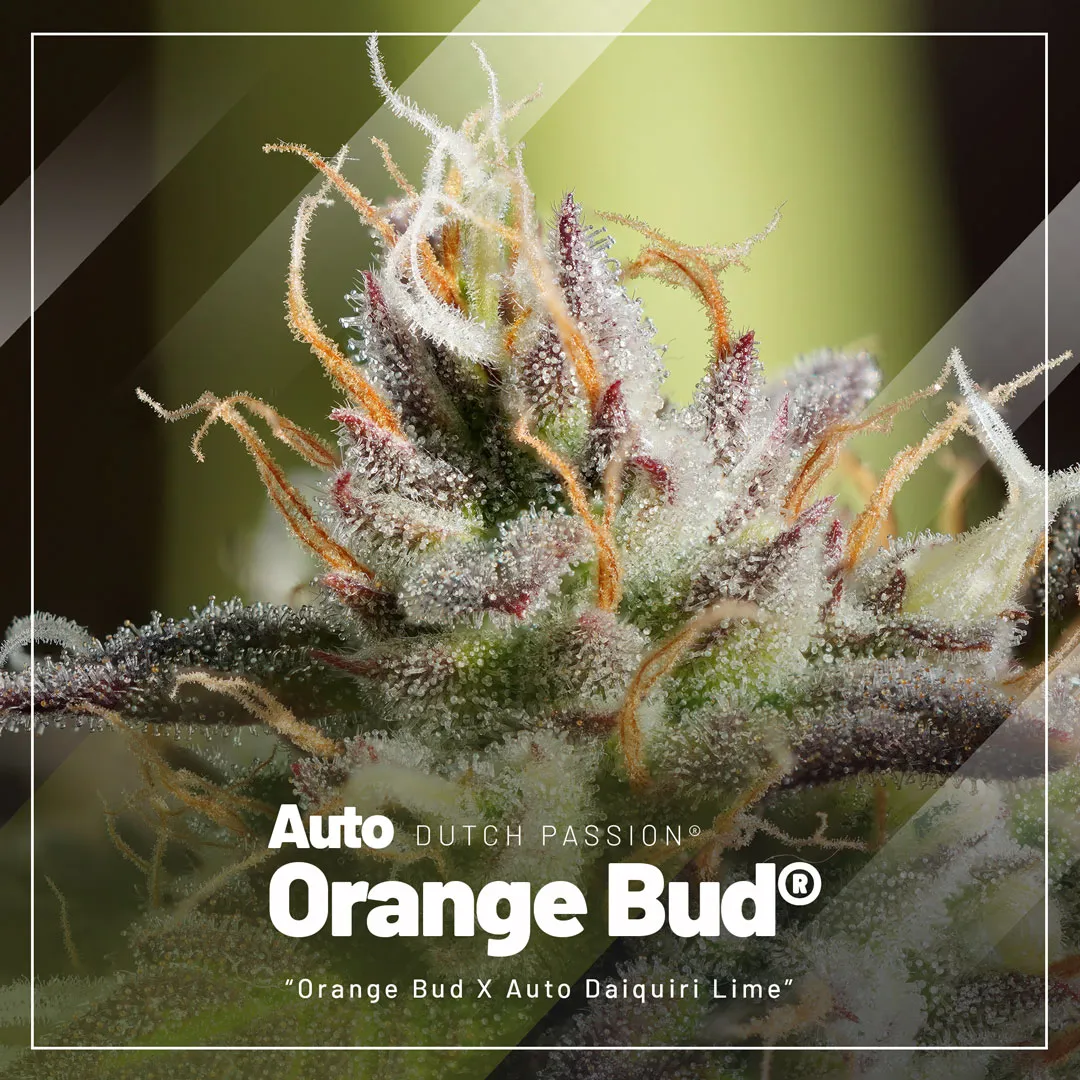 top-selling-autoflowers-2023-Auto-Orange-Bud