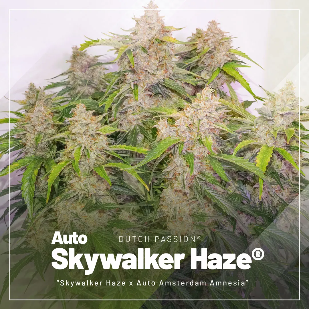 top-selling-autoflowers-2023-Auto-Skywalker-Haze
