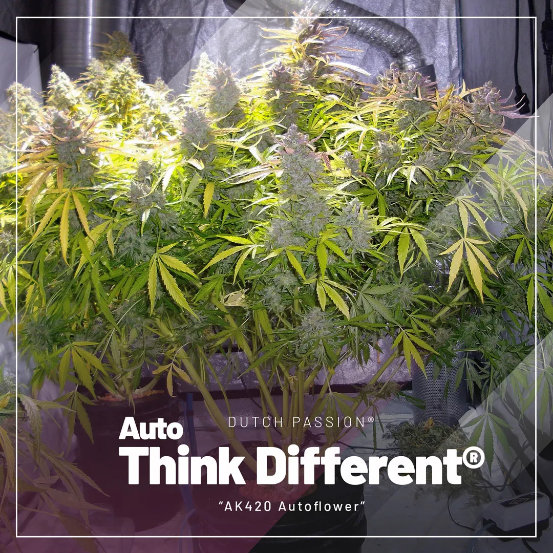 top-selling-autoflowers-2023-Auto-Think-Different