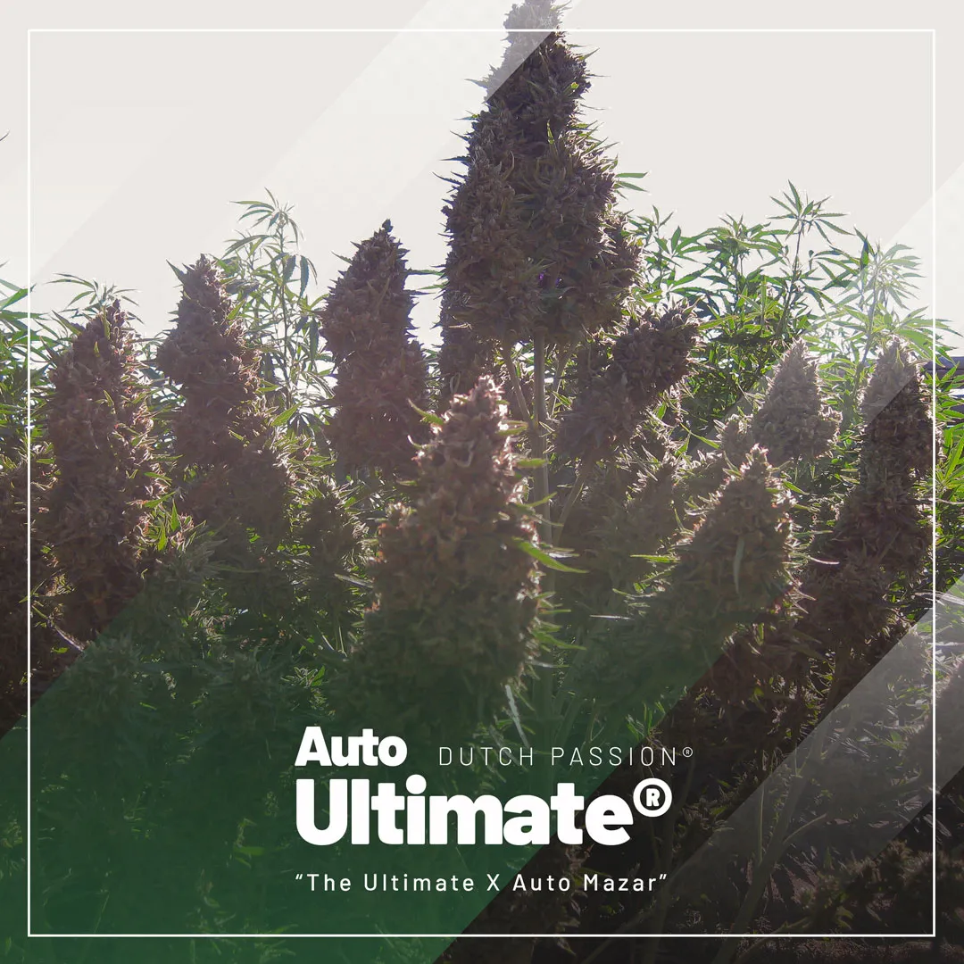 top-selling-autoflowers-2023-Auto-Ultimate